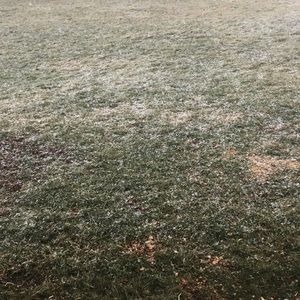 Meet your Posher, Cheyenne